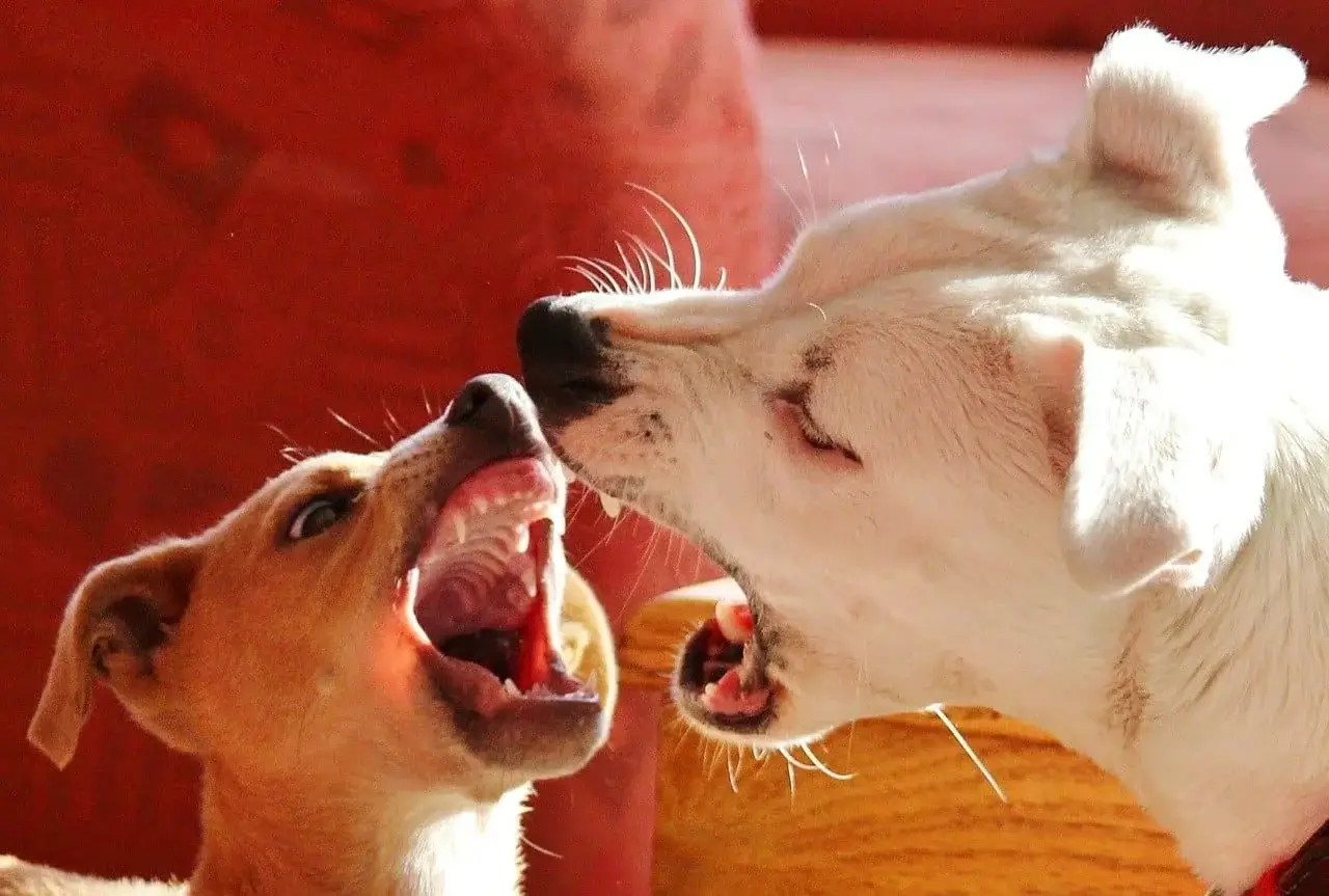 Deux chiens agressifs face à face.