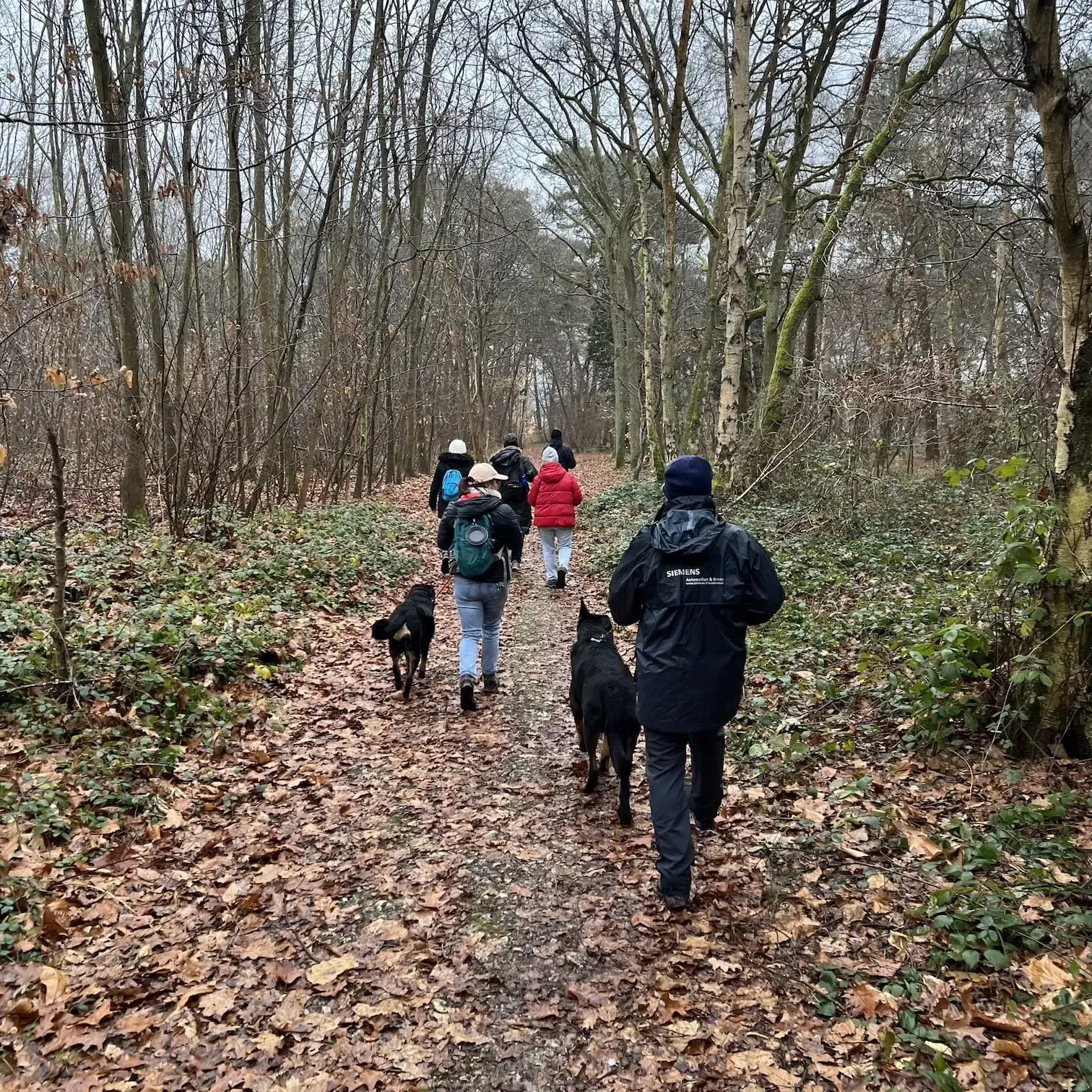 Des personnes promenant leurs chiens en forêt.