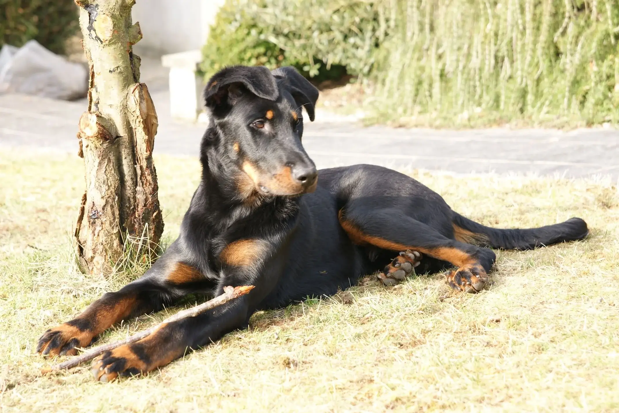 Jeune beauceron allongé près d'un arbre.