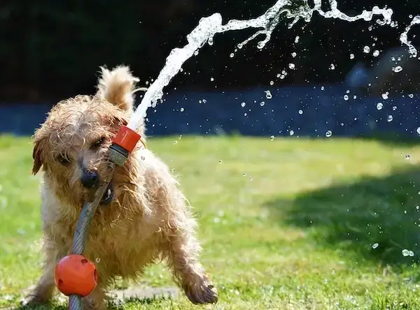Un petit chien très énergique mordille un tuyau d'arrosage, un problème de comportement chez le chien que l'on retrouve souvent à Rouen et ses environs.