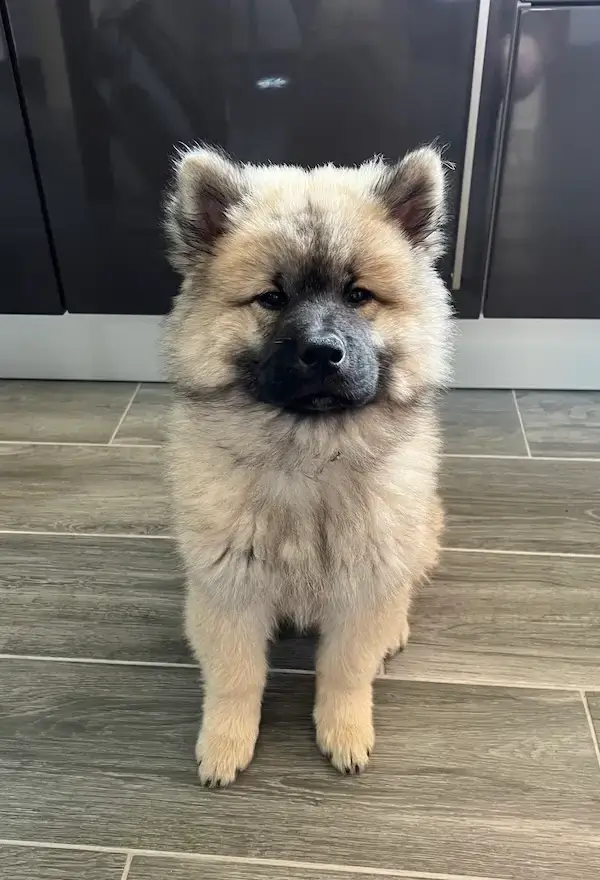 Une jeune chienne eurasier qui prend la pose pendant une séance d'éducation canine près de Rouen
