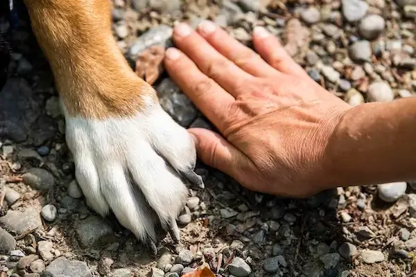 Une patte de chien à côté d'une main, symbolisant l'harmonie retrouvée entre un maître et son chien.
