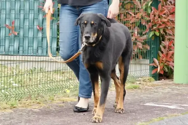 Un chien se promène dans la rue avec une personne qui le tient en laisse
