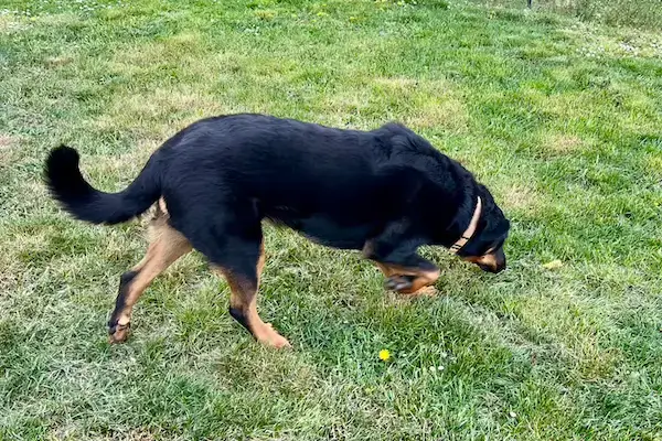 Activité olfactive pour un chien qui cherche une friandise dans l'herbe