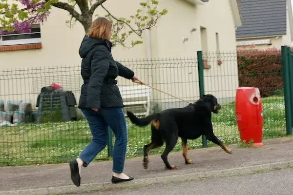 Une femme perd le contrôle de son chien qui tire fort sur sa laisse dans une rue.