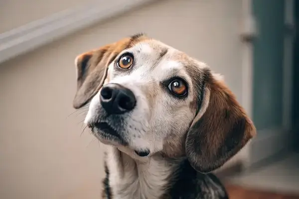 Un chien tente d'amadouer quelqu'un avec un regard expressif