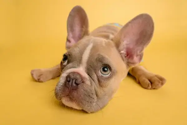 Manipulation canine: un jeune chiot avec un regard suppliant