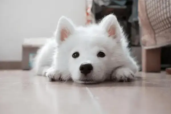 Un chiot blanc est allongé sur le sol, il est serein et détendu.