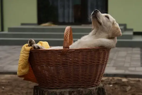 Un chiot épanoui est allongé dans un panier en osier