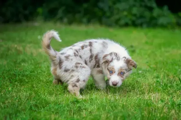 Apprentissage de la propreté: un jeune chiot fait pipi dans le jardin