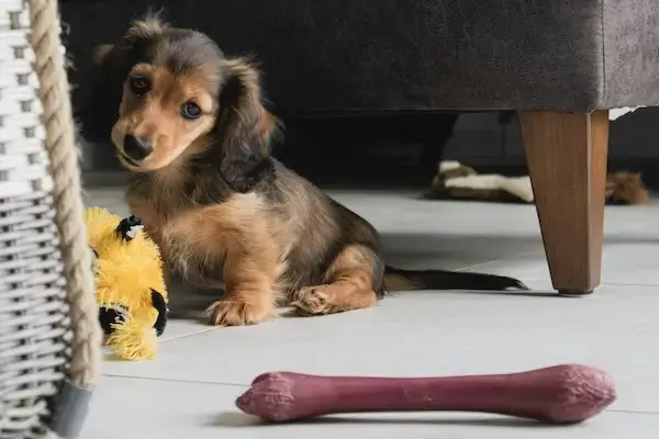 un teckel chiot est assis dans le salon entouré de jouets