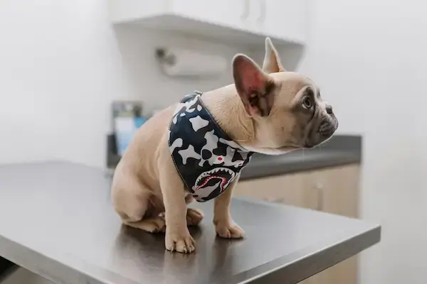 Un chiot est assis sur la table du vétérinaire