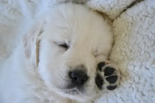 un chiot dort paisiblement sur une couverture, un lieu de repos sécurisant
