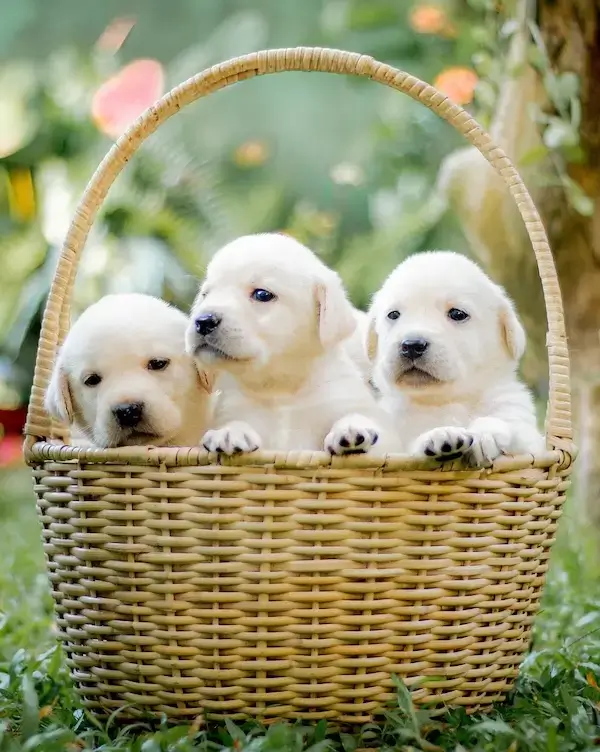 Trois chiots blancs dans un panier placé dans l'herbe.