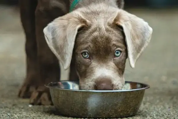 un jeune chiot mange dans une gamelle en inox en regardant l'objectif