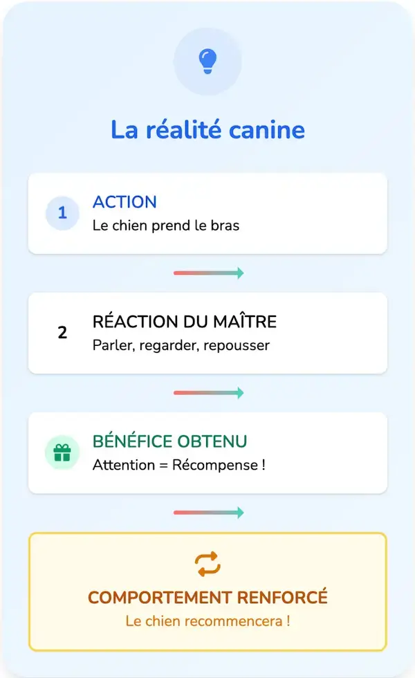 Deuxième partie d'une infographie décryptant la "manipulation" canine, expliquant comment le renforcement involontaire par le propriétaire pousse le chien à répéter un comportement pour obtenir attention ou interaction.