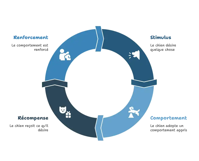 Infographie expliquant le cycle de conditionnement opérant par renforcement positif chez le chien