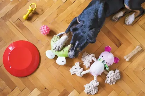 un chien est allongé sur le parquet avec des jouets variés autour de lui: peluche, corde, os, balle, etc...