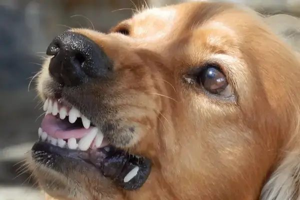 Agressivité chez le chien: un chien couleur feu retrousse les babines, avertissant de son stress.