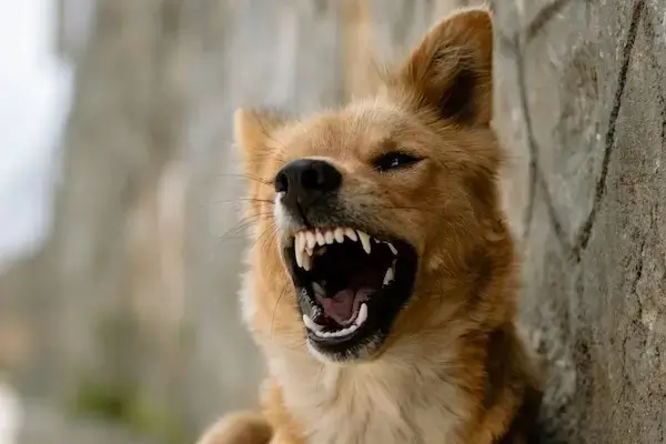 Un jeune chien couleur feu grogne et montre les dents.