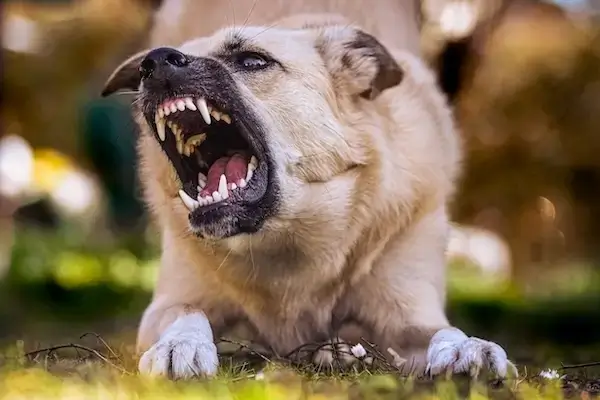Un chien couché dans l'herbe grogne et montre les dents.