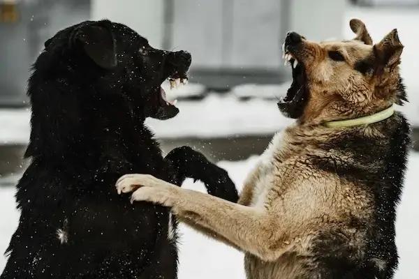 Deux chiens se battent et se mordent sur fond de paysage enneigé.