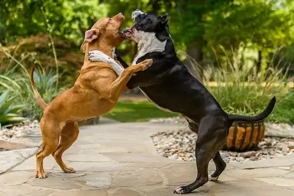Agressivité entre deux chiens de type molosses.