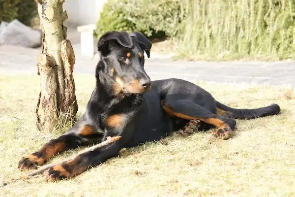Jeune beauceron allongé près d'un arbre.