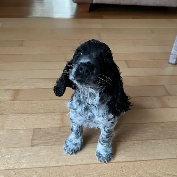 Un très jeune cocker qui suis des cours d'éducation canine avec Esprit canin prend la pose en regardant l'objectif