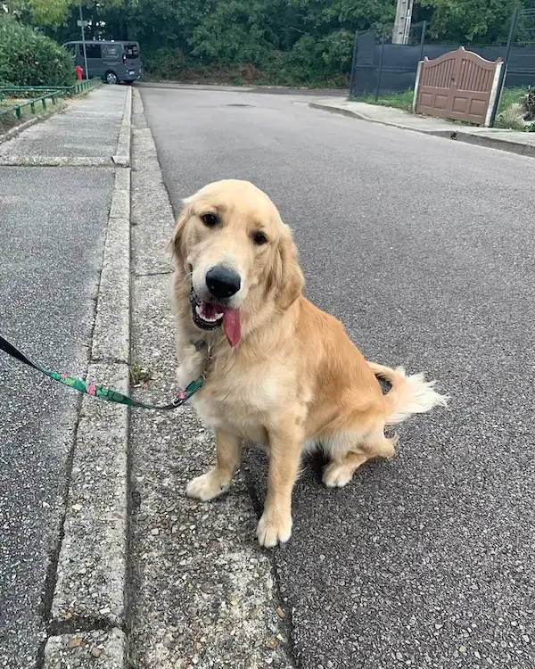 Un golden retriever pose dans la rue lors d'une séance d'éducation canine avec Esprit canin