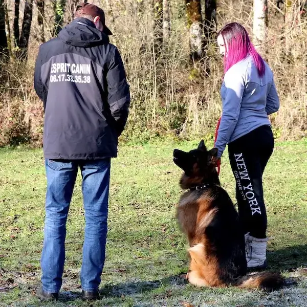 Educateur canin en séance d'éducation avec un berger allemand et sa maîtresse.