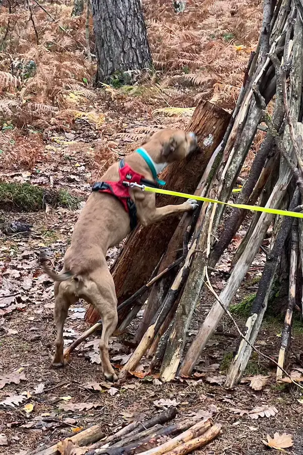 Un chien renifle un morceau de tronc d'arbre en forêt lors d'une séance de détection canine.