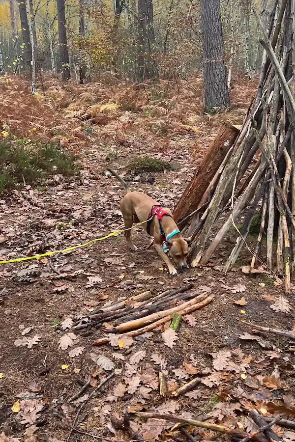 Un chien renifle le sol en forêt lors d'une séance de détection canine