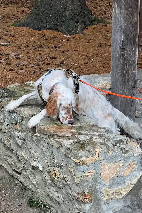 Un jeune setter renifle un mur en pierres lors d'une séance de détection canine.