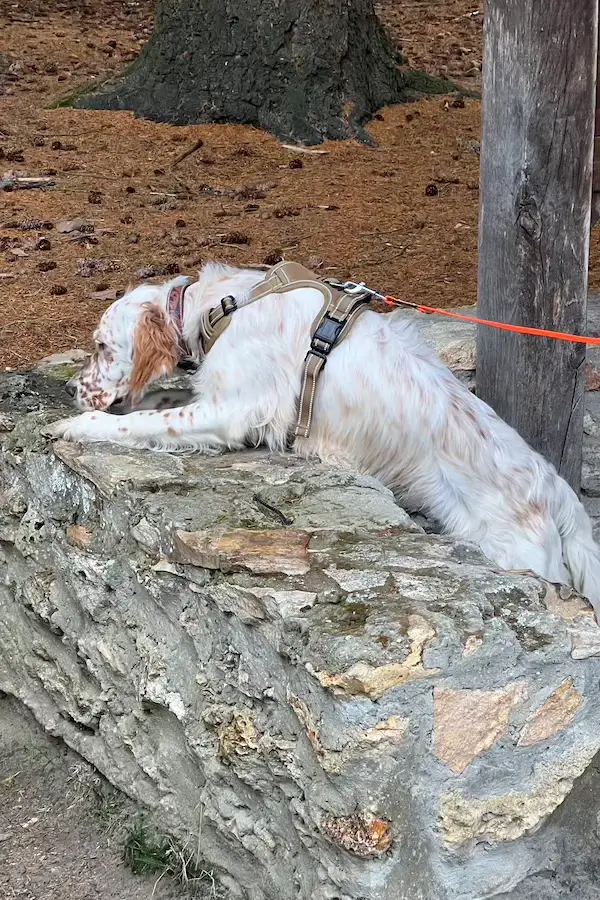 Un jeune setter pratiquant la détection canine en train de renifler un mur de pierres.